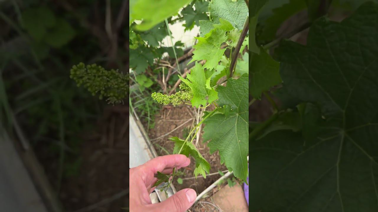 Каберне Кортис начало цветения . Теплица. смотреть онлайн