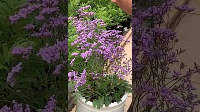 Limonium Dazzle Rocks presented by Gavin from Suttons nurseries смотреть онлайн
