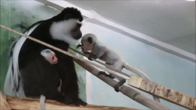 У восточных колобусов детский сад 15.03.2023 смотреть онлайн