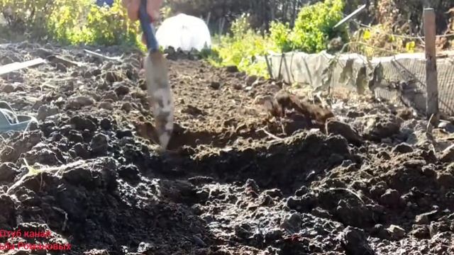 Посадка чеснока под зиму. смотреть онлайн