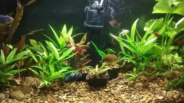 кувшинка речная в аквариуме смотреть онлайн