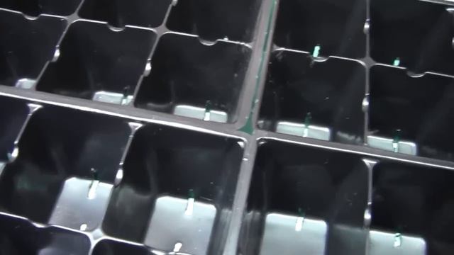 TRANSPLANTING STEP 1 PLUS CALLA LILY SPROUTING смотреть онлайн