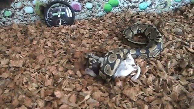Питон охотится на мышку смотреть онлайн