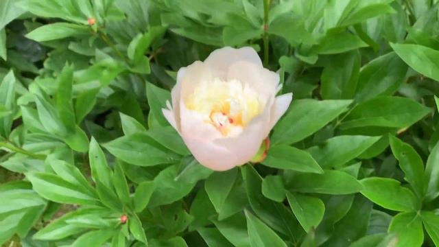 півонія EISMAYER- канал ЮТУБ : ПІВОНІЇ - ВСЕ ПРО НИХ смотреть онлайн