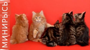 Как растут котята породы «Курильский бобтейл»