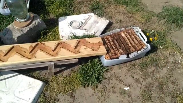 Зацвели сады и работа пошла. Пчела вся в работе смотреть онлайн
