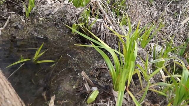 Водная гладь заброшенного заросшего пруда-болота и ручеек вниз к полям Кольчугино MAH07815 смотреть онлайн