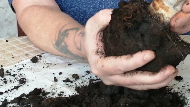 Толстянка в Стиле Бонсай/ Часть 2. ПЕРЕСАДКА/ Денежное Дерево (Крассула)/ Комнатные Растения/ (0+) смотреть онлайн