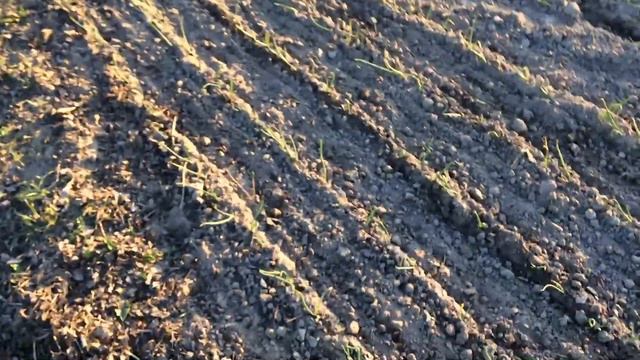 Чеснок. Развитие на 26.04. Пролив Бактогеном. смотреть онлайн