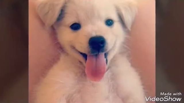Картинки милых животных 3 смотреть онлайн