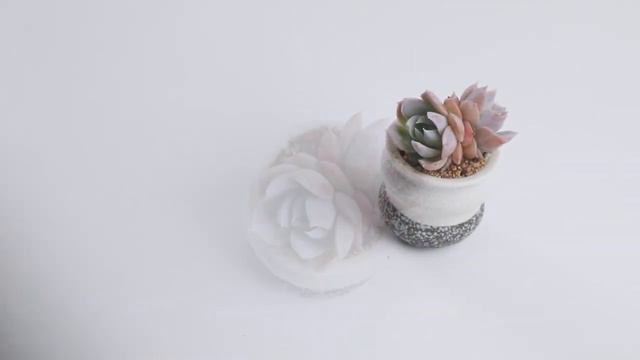 Dudu EC295_1 Colourful Rare Floweing Wholesale Aeonium Echeveria Natural Live Succulent смотреть онлайн
