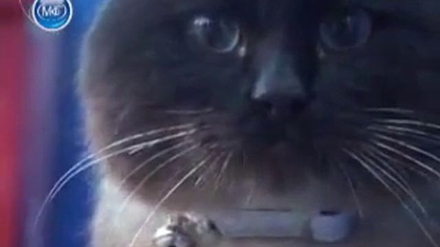 Животные-люди или люди-животные.mp4 смотреть онлайн