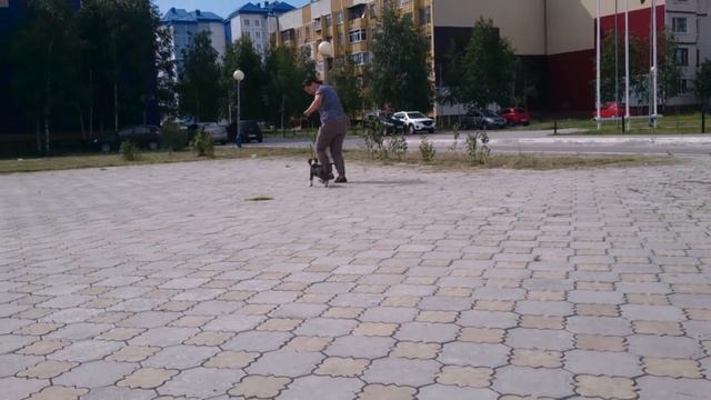 Бультерьер Лекс (2,5 мес) первые занятия смотреть онлайн