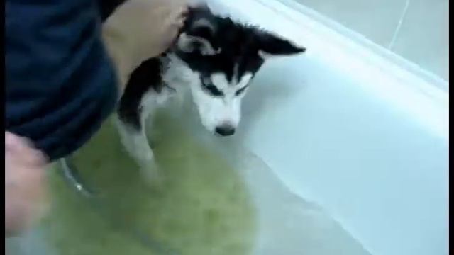Husky puppy takes a bath. Купание щенка хаски смотреть онлайн