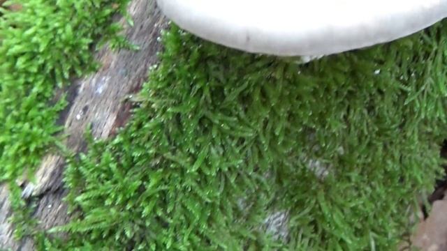 Witte bultzwam - Trametes gibbosa смотреть онлайн