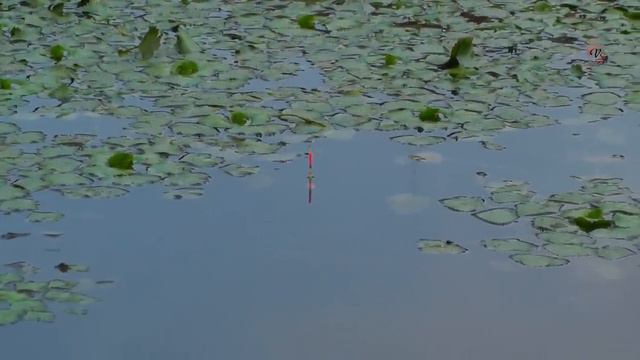 Рыбалка на озере на поплавочную удочку. Насадка опарыш, прикормка клубничная Fishing đứng chym смотреть онлайн