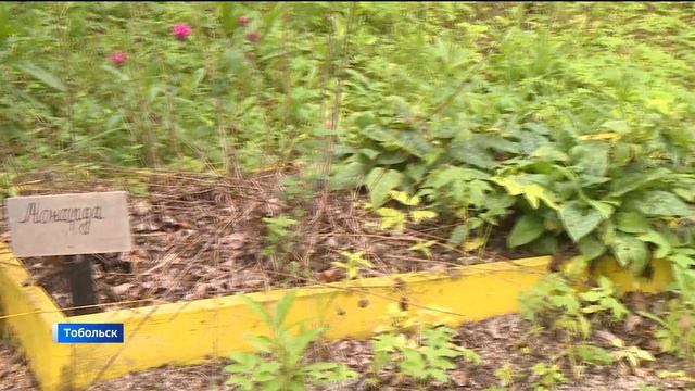 Реконструкция Аптекарского сада началась в Тобольске смотреть онлайн