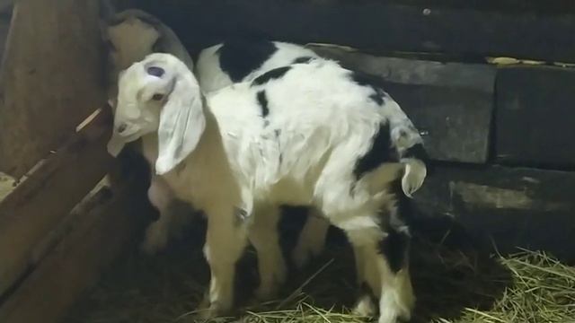 Приучаю козлят к чашке. Они трясутся. Последствия урагана. Упал летний душ, спасаем пчёл. смотреть онлайн