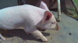 Первая прогулка поросёнка Хрюни