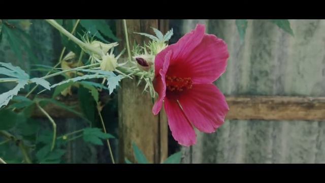 POCO F1 CINEMATIC VDIEO || FLOWERS смотреть онлайн