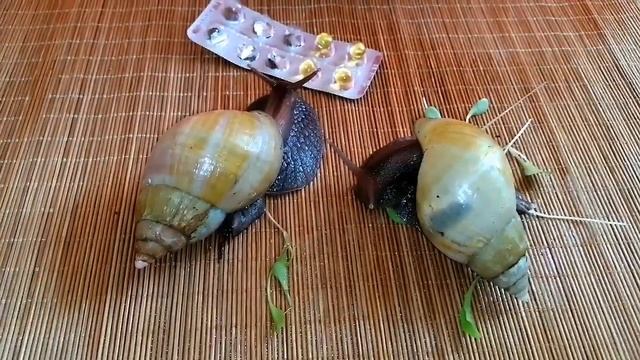 АЕвит для улиток. Лечим ракушку. Витамины улиткам. Лечение. Уход. смотреть онлайн