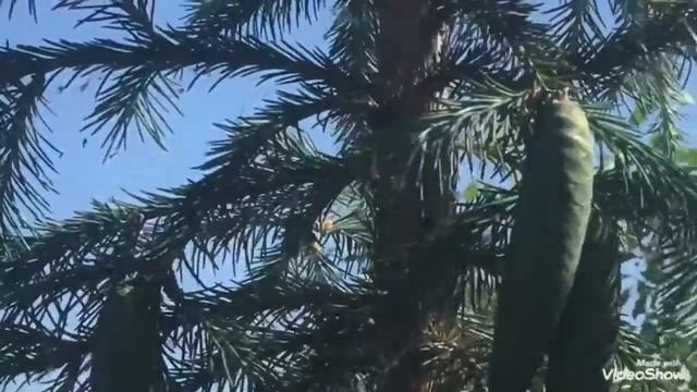 Где поселился соловей на нашем участке. Слушаем пение соловья каждый день.