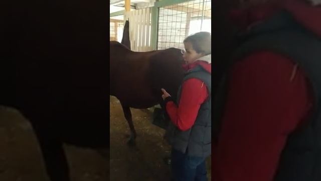Массаж-разминка для лошади Орфея смотреть онлайн