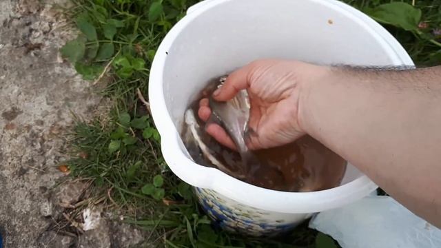 04.08.17 г. Яченское водохранилище, г. Калуга, ловля густерки, уклейки смотреть онлайн