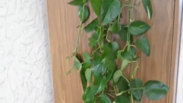 Эпипремнум - особенности растения! смотреть онлайн