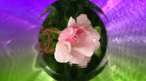 Футаж. Цветы под дождём 11  Footage. Flowers in the rain 11