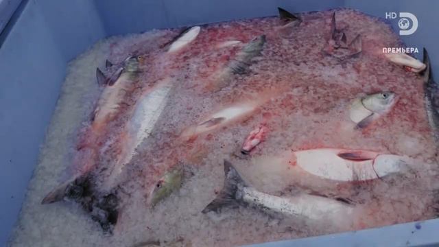 Джереми Уэйд: Тёмные воды. В поисках речных королей Аляски смотреть онлайн