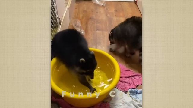 Смешные ЕНОТЫ, ПАНДЫ, СОБАКИ #39 / Ржачные животные 2022. смотреть онлайн