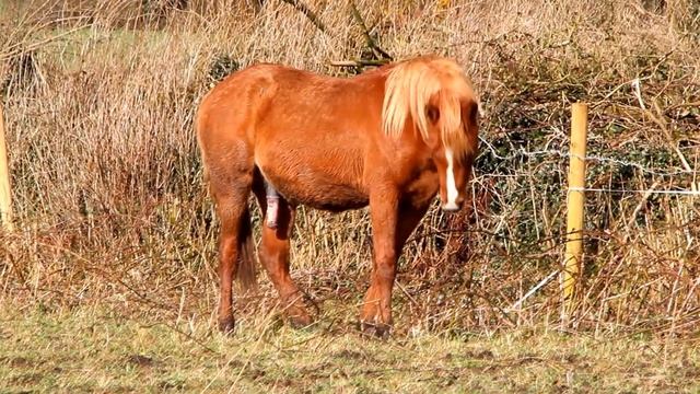 У коня от колена до нуля. В реальном времени. смотреть онлайн