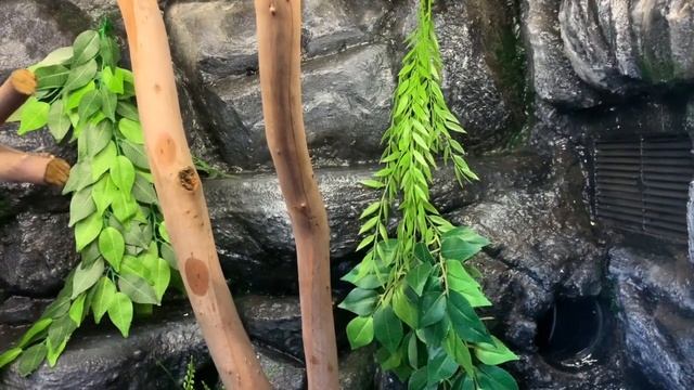 My Jungle Python Enclosure смотреть онлайн