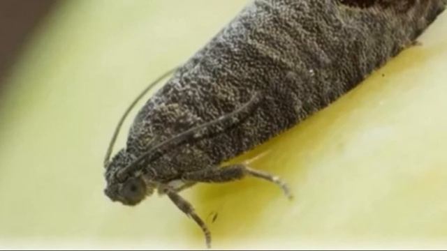 Вредители яблони при цветении и методы борьбы с ними смотреть онлайн