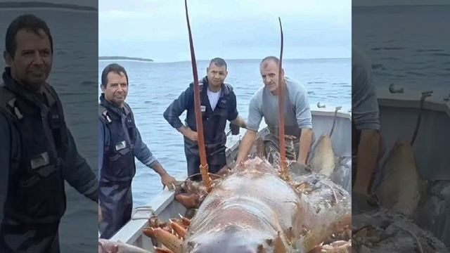 Пуэрто-риканские рыбаки из местечка Gran Canaria выловили самого большого в мире лобстера. смотреть онлайн