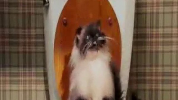 Кот дристун!