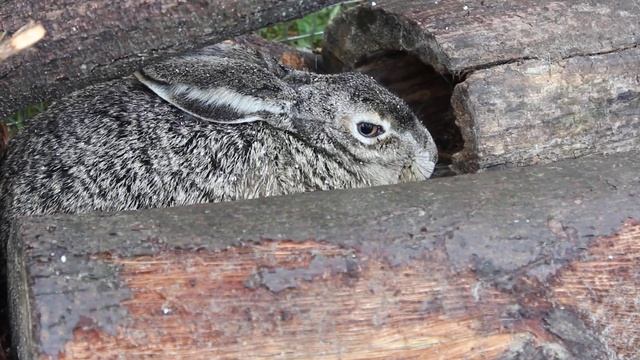 Русак Лапочка и град. Когда лень вставать и идти в укрытие. смотреть онлайн