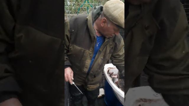 супер способ почистить окуня смотреть онлайн