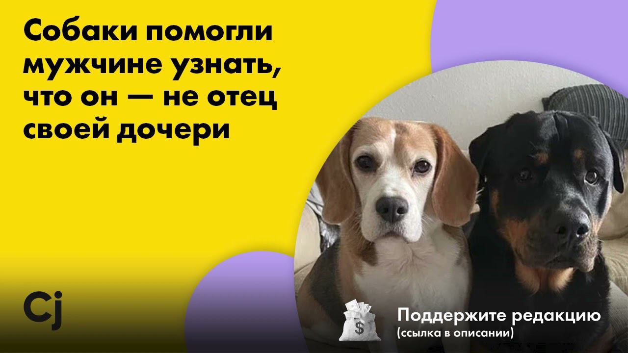 Собаки помогли мужчине узнать, что он — не отец своей дочери смотреть онлайн