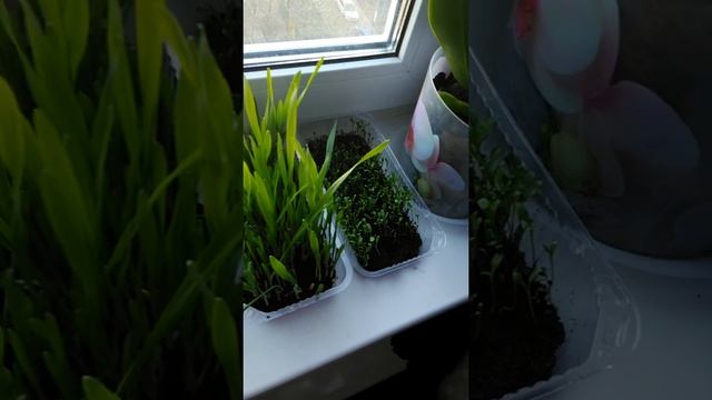 Волнистые малыши кушают травку) смотреть онлайн
