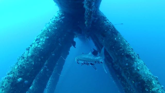 Meridian Ocean Services Highlight Reel смотреть онлайн