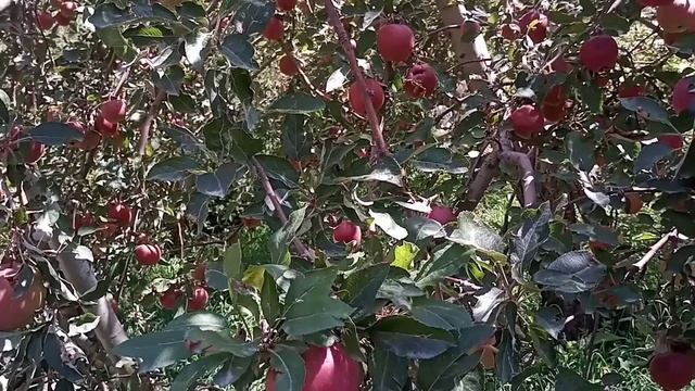 Алма крепсон. смотреть онлайн