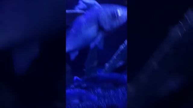 В аквариуме в анталии(AQUARIUM ANTALYA)