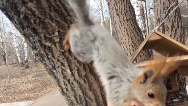 Белка грызет семечки "Белочка" / Squirrel gnaws seeds "Squirrel" смотреть онлайн