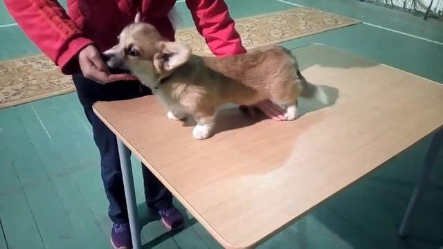 Корги Дождик (3,5 месяца): первая подготовка к выставке смотреть онлайн