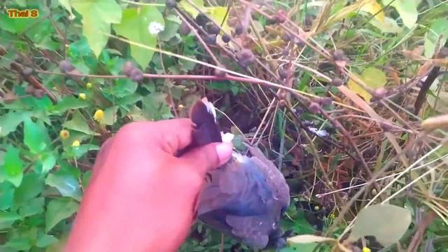 Hunting slingshot #44 - Shoot the birds in the deep forest || Thai S смотреть онлайн