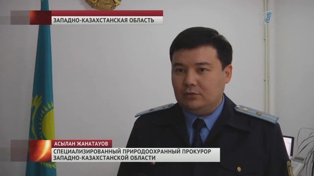 Браконьеры застрелили более пятидесяти сайгаков которые занесены в красную книгу смотреть онлайн