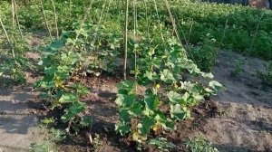 Огурцы Китайские змеи.