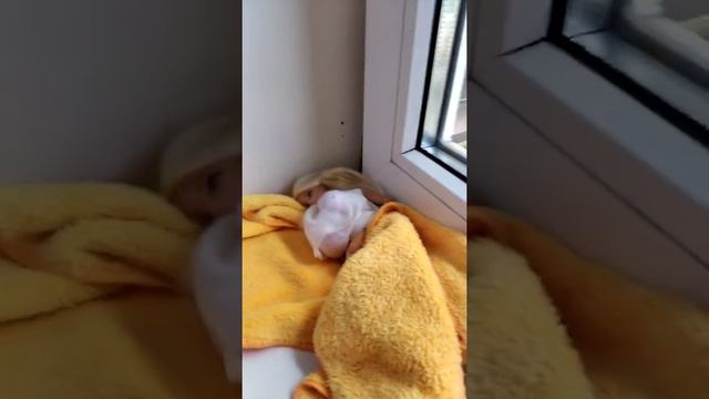 Как Настя Кош попала в больницу смотреть онлайн